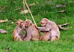 Monkeys Grooming